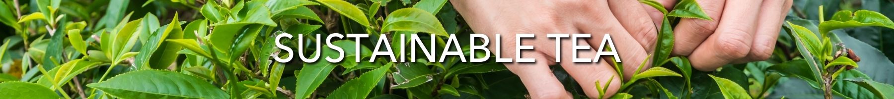 Sustainable Tea