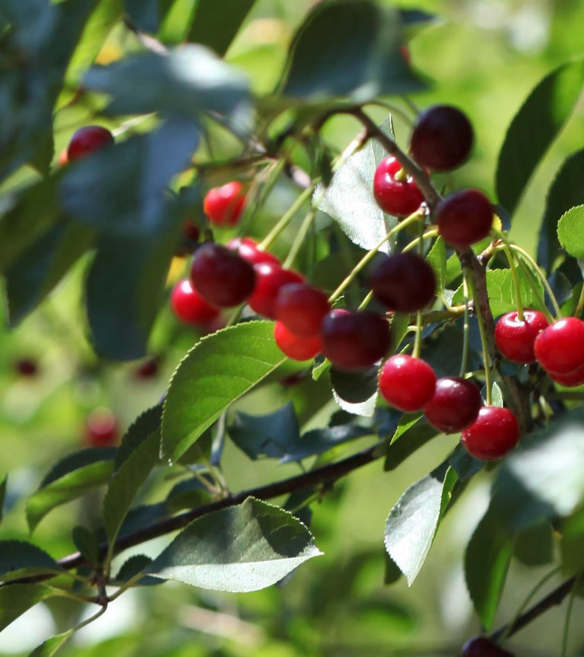 SiGi Wild Black Cherry Fruit Spread 7.8oz/220g