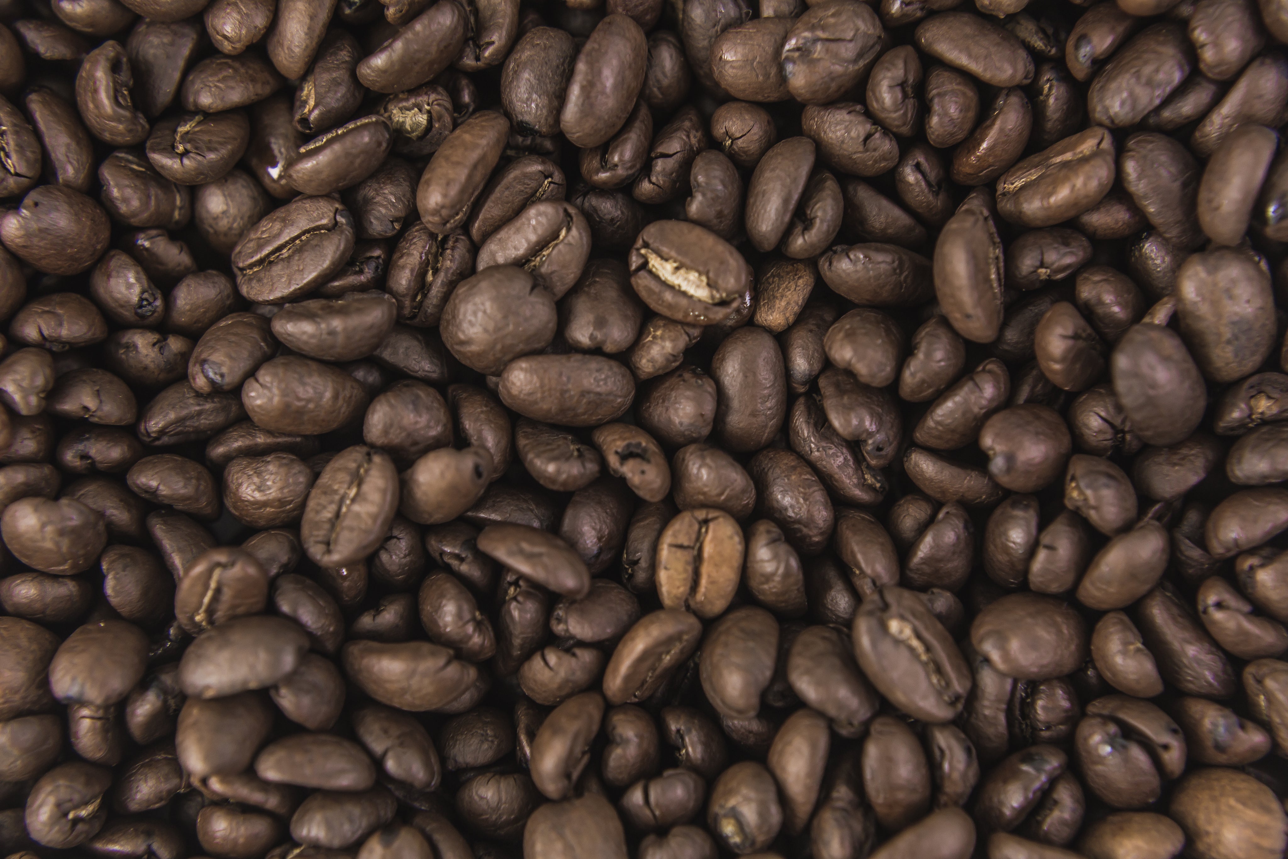 What’s the Difference Between Arabica & Robusta Anyway?