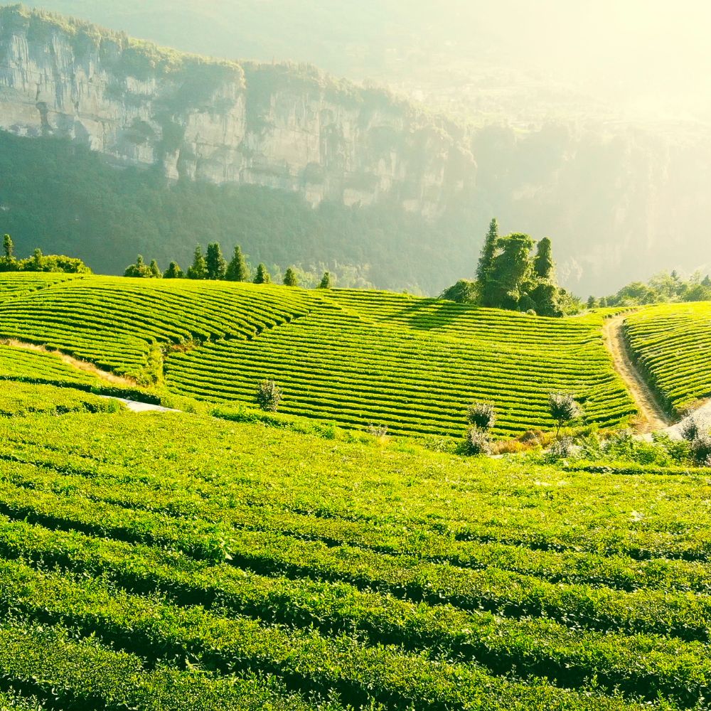 Sustainable Tea – Enjoy Better Coffee & Tea