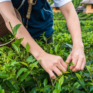 Harvesting Tea