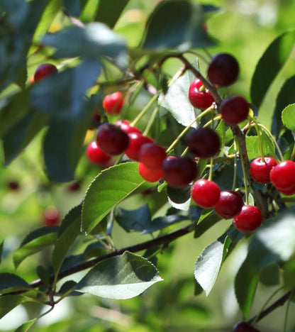 SiGi Wild Black Cherry Fruit Spread 7.8oz/220g