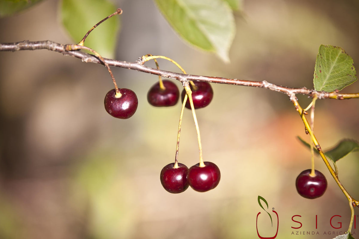 SiGi Wild Black Cherry Fruit Spread 7.8oz/220g
