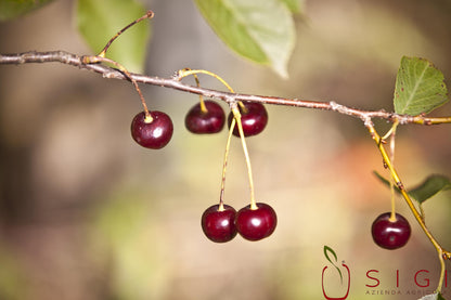 SiGi Wild Black Cherry Fruit Spread 7.8oz/220g